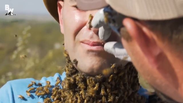 ПЧЕЛЫ ЖАЛЯТ В ЛИЦО (3000 пчел атакуют)  Койот Питерсон на русском