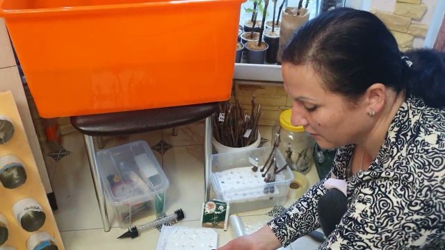 Всегда отличный результат!Проращивание черенков винограда на воде.