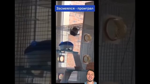 Приколы