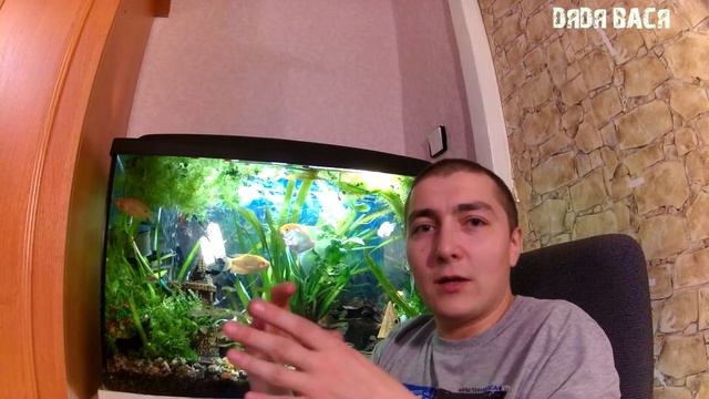 Аквариумные рыбки! Как узнать нужное количество рыбок для аквариума! Аквариумные рыбки в аквариуме!