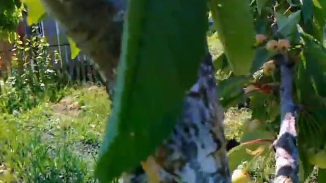 Черешня. Как вырастить черешню в условиях Средней полосы.