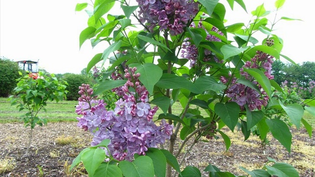 Дыхание любви