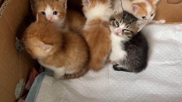 Котята научились прятаться! Мы пасхальным котяткам ищем дома!