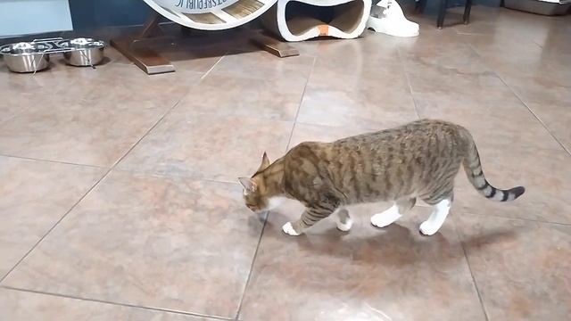 Кафе с КОШКАМИ/Республика кошек/Котокафе/Питомник кошек.