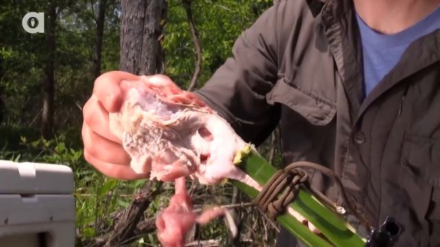 УКУС ГРИФОВОЙ ЧЕРЕПАХИ (Черепаха укусила за руку) Койот Питерсон на русском