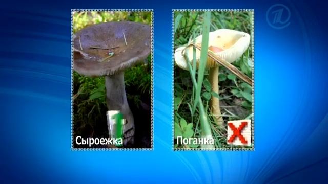 Ужасы тихой охоты