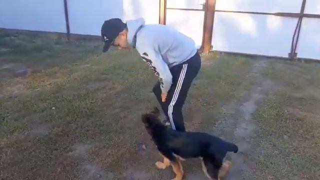 Дрессировка щенка немецкой овчарки (3 месяца)