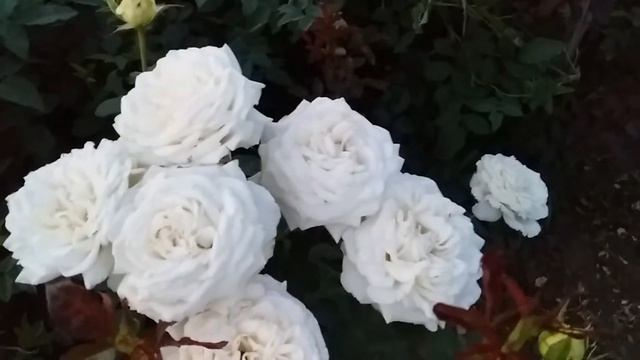 Чайно-гибридная роза Ирина  саженец заокулированный мной прошлым летом
