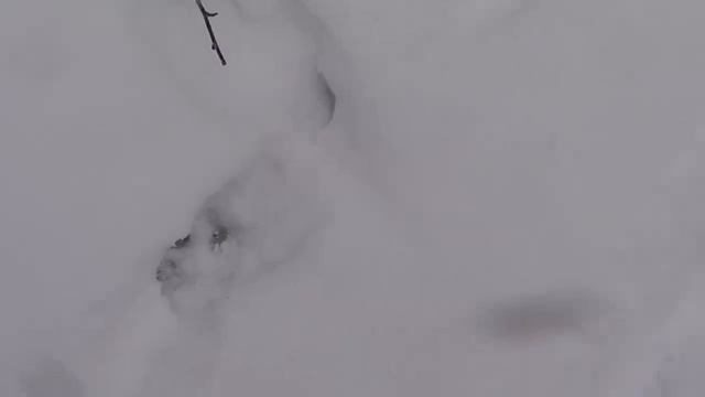 Охота. Промысел в тайге. Лайка на охоте