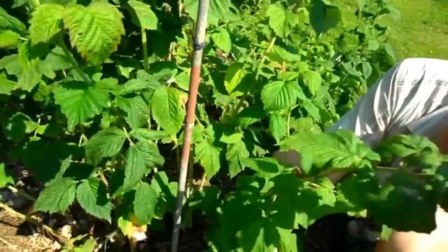 Как правильно обрезать малину (уход за малиной, обрезка малины, как формировать куст малины)
