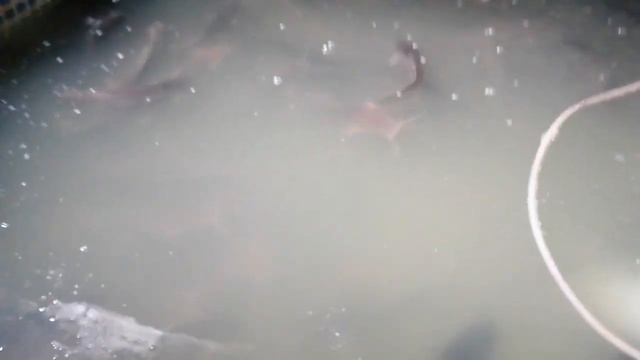 Африканский клариевый сом. Узв без механического фильтра.