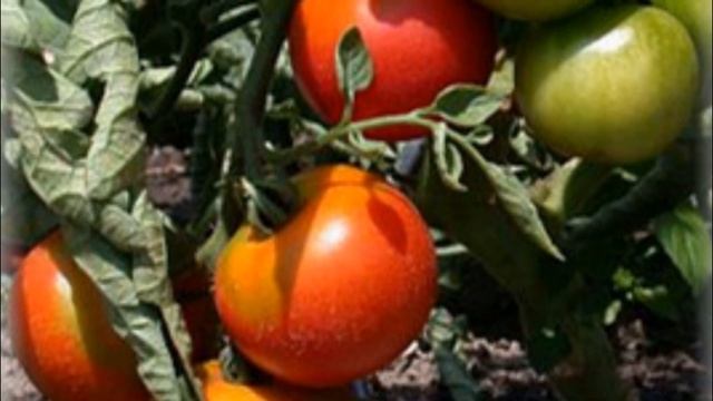 Особенности выращивания томата Бобкат