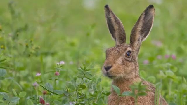 УЧИМ ЖИВОТНЫХ! ЖИВОТНЫЕ ДЛЯ САМЫХ МАЛЕНЬКИХ// СБОРНИК ПОЗНАВАТЕЛЬНЫХ МУЛЬТФИЛЬМОВ