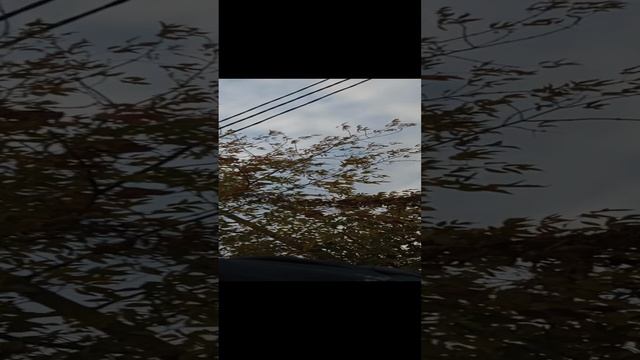 ходим в парке часть 1