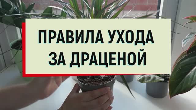 Драцена. Правила ухода. Как ухаживать за драценой дома