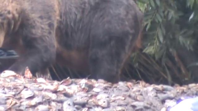 Гигантский медведь-людоед