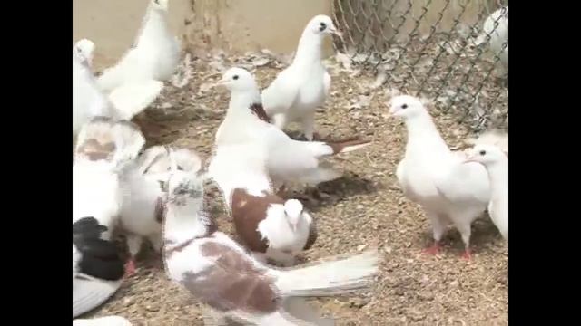 Бакинские бойные голуби Гейдара Бабаева часть 4