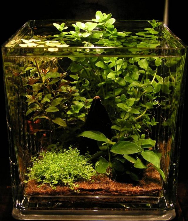 Мастер - класс по запуску аквариума креветочника! Креветочник 30 литров 2 часть Потапенко Руслан