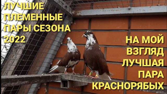 Моя любимая пара краснорябых. Николаевские голуби из Красноармейска.
