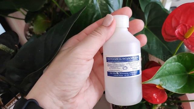 Перекись водорода для комнатных растений, Польза, Пропорции, Обработка, Правильный Полив