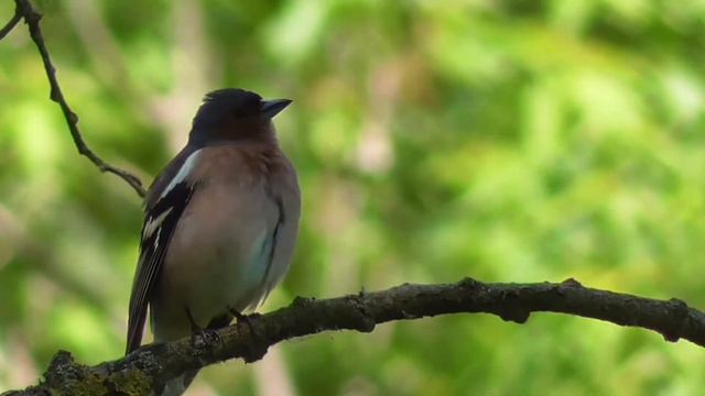Как поет зяблик? Голос, пение зяблика весной. Звуки природы.