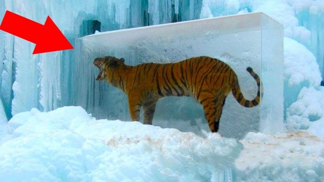 Животные, Замерзшие Во ЛЬДАХ