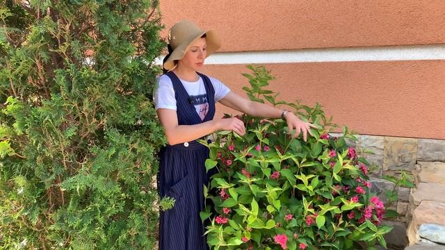 Вейгела. Цветение. Формирование куста