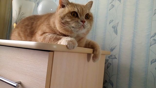 Кот! Мур,мяу! Кот разговаривает!!!