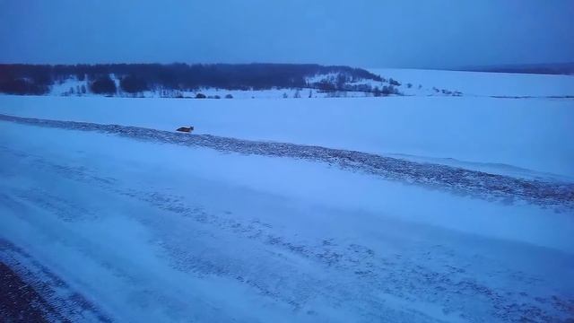 Наглая рыжая морда!