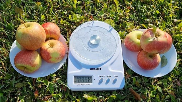 Яблоня Чемпион / Супер урожайные сорта яблок Чемпион