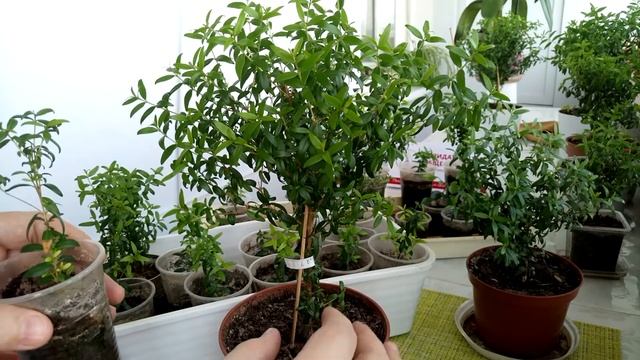 Мирт обыкновенный Размножение Обрезка