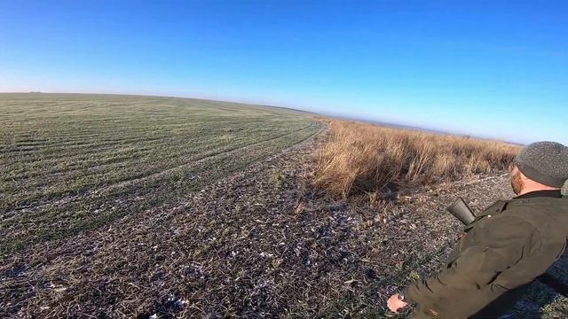 Охотимся на пушного зверя по чернотропу. Первая охота с  IMPALA Plus.