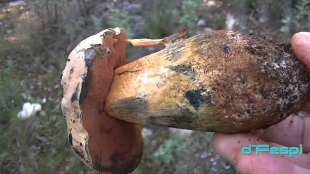BOLETUS Lupinus-- 19yT-- Hongos Basidiomicetos