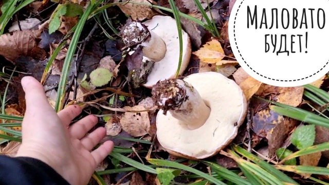 Грибная прогулка в странный год. Белые грибы 26 октября