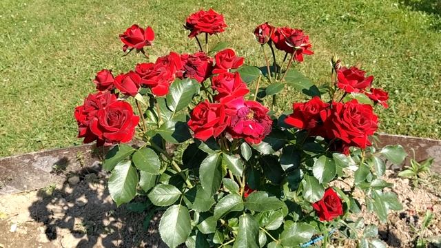 Роза Никколо Поганини - таких можно еще парочку, Роза Аскот - цвет шикарный, Роза Дам Де Кр