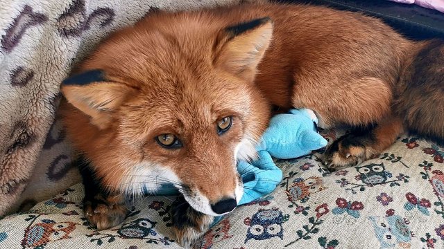 Лиса Василиса стала мамой