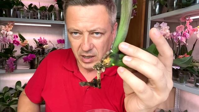 КОРНИ ОРХИДЕИ ЛЕГКО НАРАЩИВАЕМ с НУЛЯ простой и верный способ вернуть корни орхидей