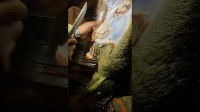 Охота.Разделка дикого кабана. От начала до конца. Часть 1. Не для слабонервных!!!!