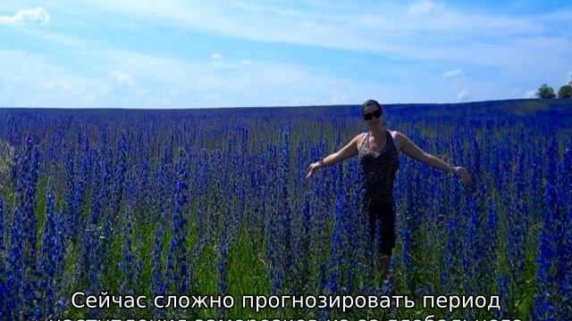 Синяк медонос