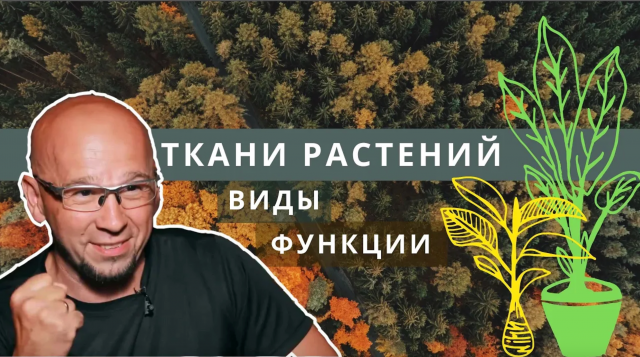 Ткани растений. Биология 6 класс. Функции. Виды тканей_ проводящая, покровная, образовательная. ЕГЭ