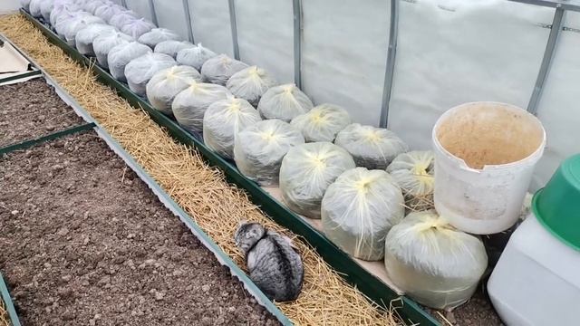 Теплица вросла в снег и лёд. Свежие всходы тунбергии, львиного зева, цинерарии. Сушка полным ходом