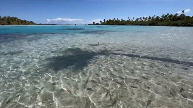 Fakarava - French Polynesia - Blacktip Reef Sharks - Green Lagoon - 5.24.23:) #travel #paradise