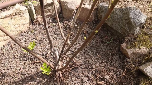 Инжир в открытом грунте уже второй год - мой опыт выращивания