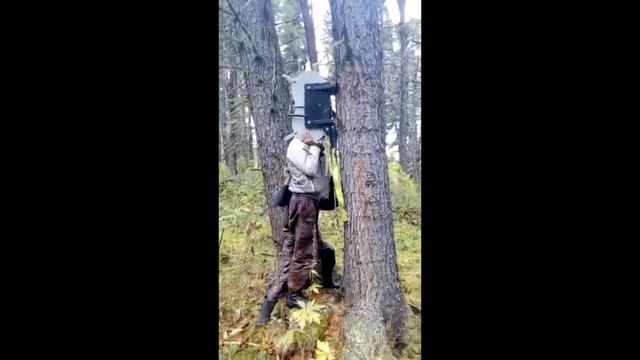 Кедротряс Алтай