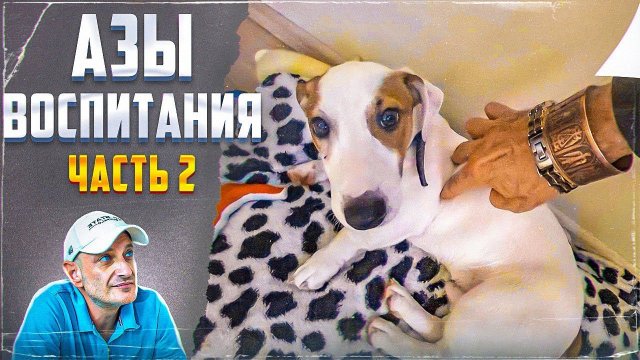 Азы воспитания (Часть 2) Джек-рассел-терьер