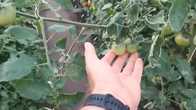 Почему же Сохнут Цветки на Томатах! В чем ОСНОВНАЯ ПРИЧИНА опадания завязей на помидорах!