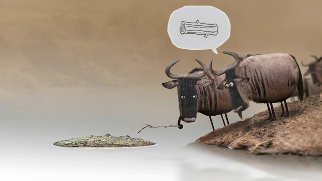 Wildebeest