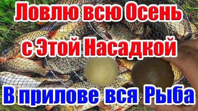 Две Лучшие Универсальные  Насадки для Рыбалки Осенью. На что ловить рыбу Осенью Карася Карпа Плотву