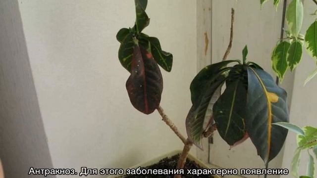 Цветок кротон — опадают листья. Причины