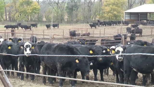 Что Происходит, Когда Китай Перестаёт Покупать Мясо у Твоей Страны